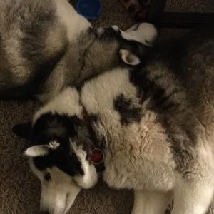 Meet your Posher, Jodean